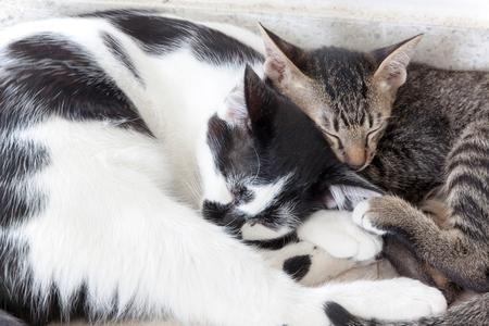 Two Cats kittens sleeping. The stripes white and black striped tiger.の写真素材