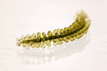 sea grapes or green caviar. macro of food  in studio shot