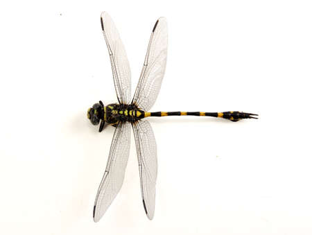 Dragonfly yellow and black color the isolated on white and objects with clipping paths.の写真素材