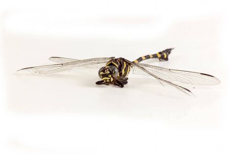 Dragonfly yellow and black color on white backgroundの写真素材