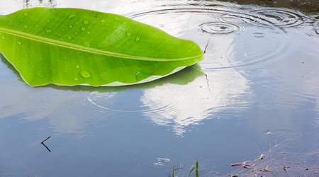 Banana leaf floating on the water and sky reflected in the water.の写真素材