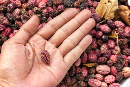 Fruits kept dried naturally pile together for cultivation. The seeds for the planted in hand.の写真素材