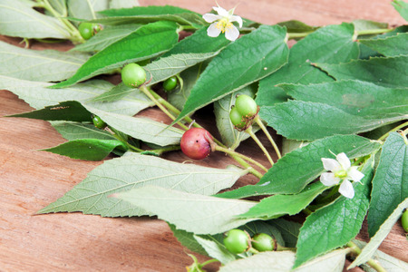 Muntingia calabura. Asian cherry fruit Flacourtiaceae. Thai berry fruit in tropical.の写真素材