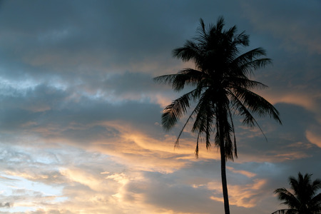 silhouette of coconut palm trees on colorful sun setの写真素材