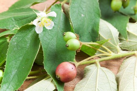 Muntingia calabura. Asian cherry fruit Flacourtiaceae. Thai berry fruit in tropical.の写真素材