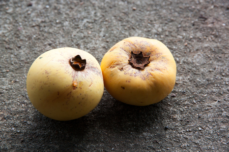 Gold Apple Fruit, Diospyros decandra Lour fruit ( Ebenaceae ) with on the concrete background.Thai tropical fruit and Thai herb.の写真素材