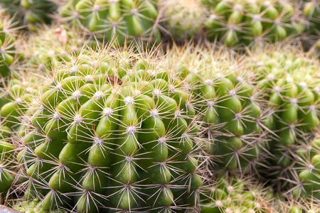 Close up of globe shaped cactus with long thorns