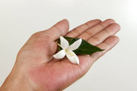 Cork tree flower, Cork Tree or Indian Corkの写真素材