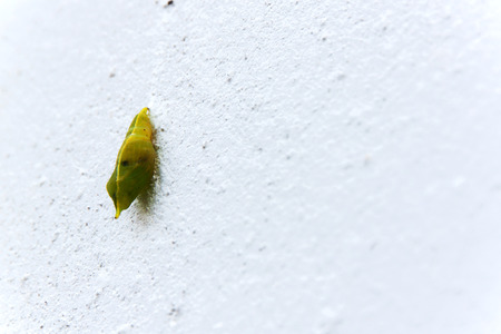Blank chrysalis butterfly hanging on white concrete wallの写真素材