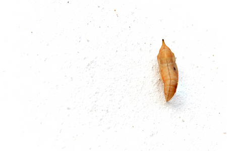 Blank chrysalis butterfly hanging on white concrete wallの写真素材