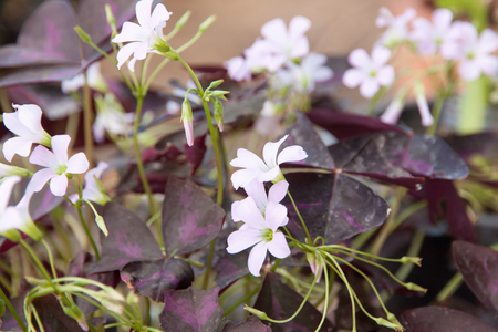 Indian park white flowers. purple leaves of oxalis triangularisの写真素材