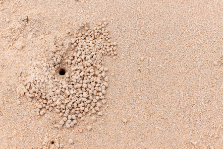 Rubbish Ghost crab on sand seaside in natureの写真素材