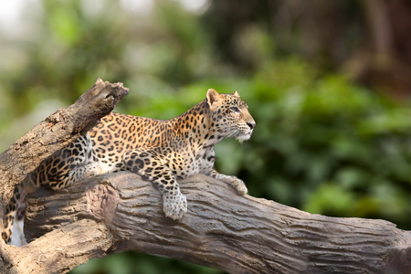 Leopard lie down on timber under the sun shines.  Animal Mammal Hunter.