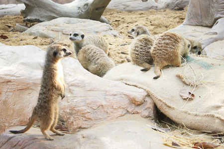 Meerkat Stand guard (Suricata suricatta) with warm sunlight.の写真素材