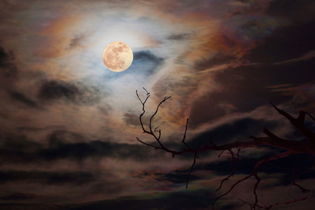 full moon in dark sky background a silhouette and dry dead treesの写真素材