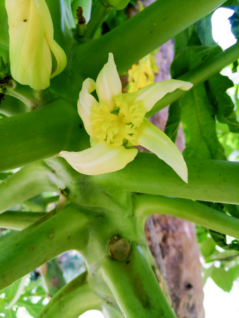 Close up white papaya flower in plantation. Papaya is tropical fruit.の写真素材
