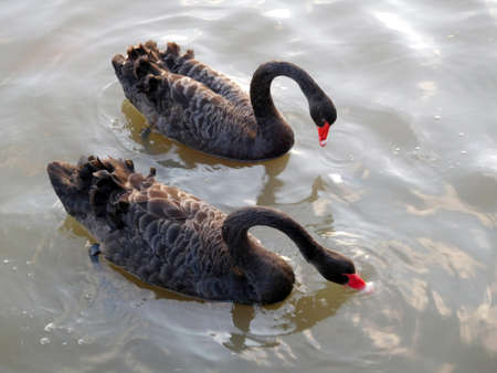 Black Swansの写真素材