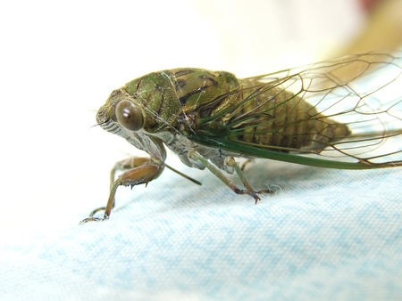Closeup Cicada on the bed, side viewの写真素材