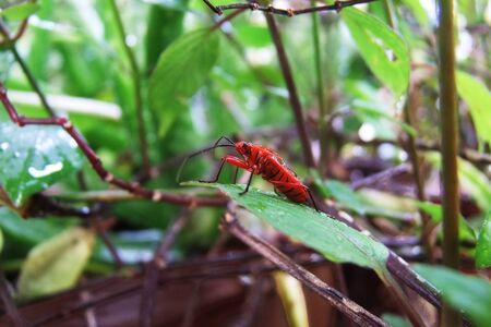 A red bug on the green leafs.
