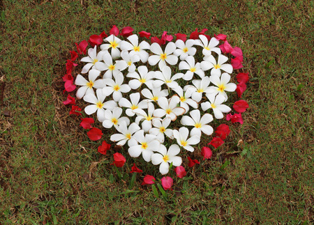 White flower and red flower are arranged heart shape on the green grass background.の写真素材