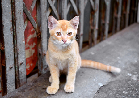 adorable meowing tabby thai kitten. outdoorsの写真素材