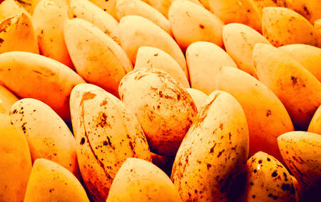 Fresh mangoes in pickup  (Tropical, Fruit)の写真素材