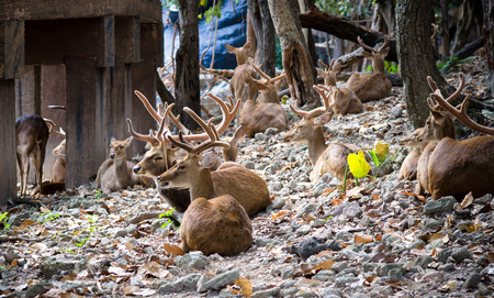 Young Deer at Chiang mai zoo, Thailandの写真素材