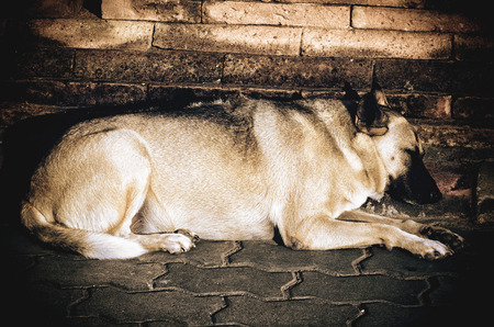 Old dog sleeping , Thailand  (animal, dog, sleep)の写真素材