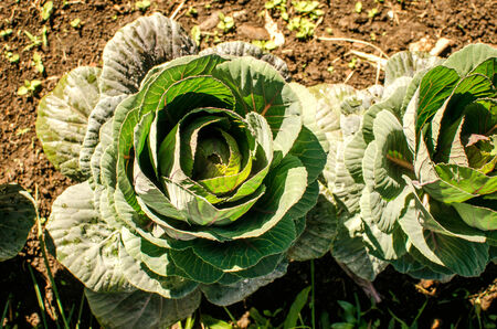 Green cabbage\\\\\\\\\\\\\\\\