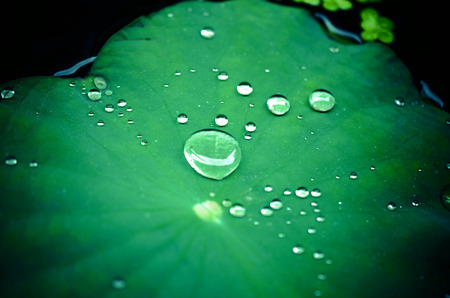 Close up of raindrops on a lotus leaf