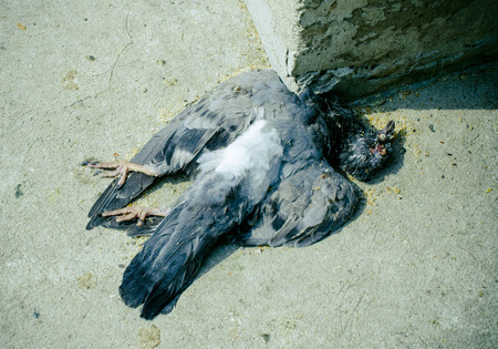 Birds died a broken neck from the crash cementの写真素材
