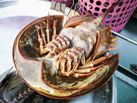 Fresh horseshoe crab in market of Thailand seafood crab Thailandの写真素材
