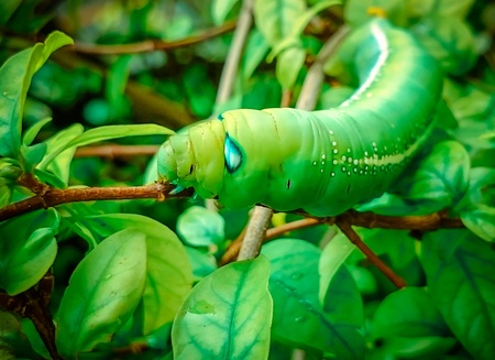 Green Caterpillar on a branch background caterpillar green wormの写真素材
