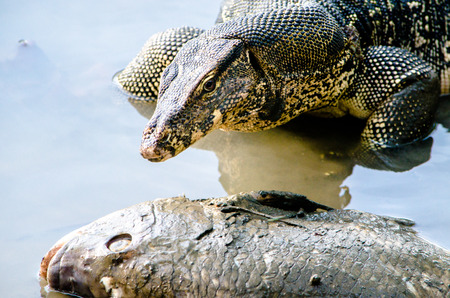 Water monitor lizard in the lake varanus, animal, lizardの写真素材