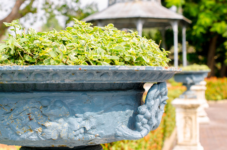 Shrubs on blue pot in a park, Selective focus and effected light image