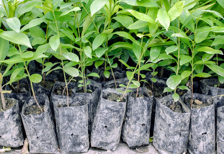 Young plants in in bags, In the gardenの写真素材