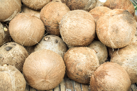 Lot of fresh Coconuts, Coconut plantations.の写真素材