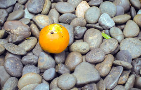 Fresh oil palm fruits on the sea rock backgroundの写真素材