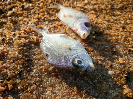 Dead fish on the beach. Water pollution concept, Selective focus and close up (dead, fish, pollution)の写真素材