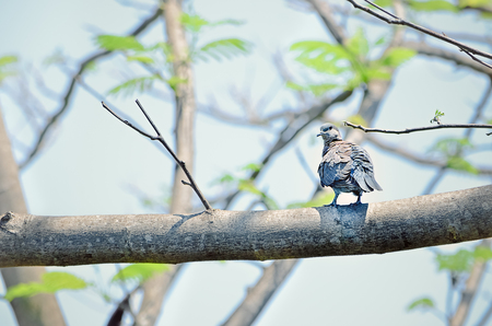 Color filter image, Dove perched sitting on branch in natural light, With place for your textの写真素材