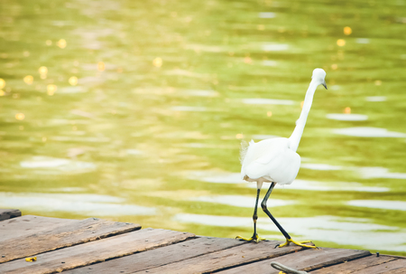 Selective focus, Back view of Great white egret on pier in morning light, With place for your textの写真素材