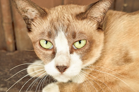 Selective focus at the eyes, Thai cat looking at cameraの写真素材