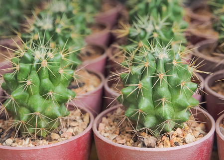 Succulent cactus closeup, Selective focus, Used for textured and background
