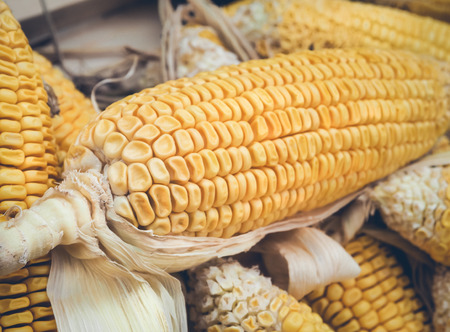 Fresh organic corn on cobs, Selective focus and close upの写真素材