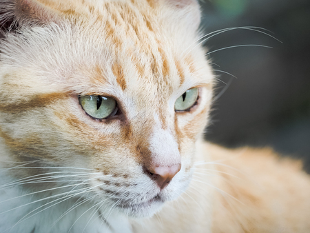 Portrait of cat, Selective focus and close upの写真素材