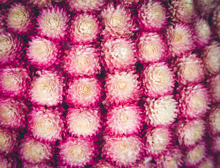 Selective focus and background from pink flowersの写真素材