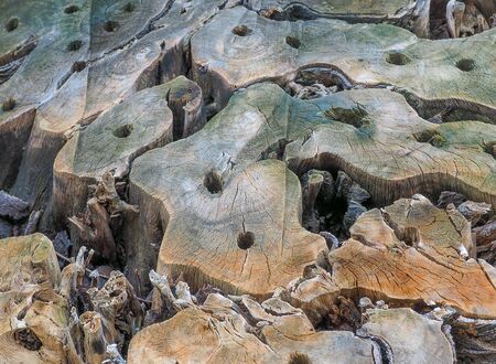 Beautiful tree stump, Color effect , Selective focus and Close up detail image