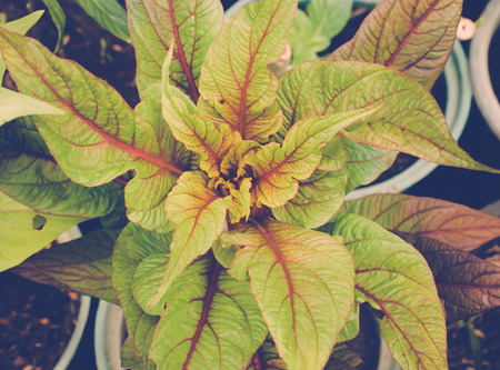 Red and green leaf background. selective focus, Abstract conceptの写真素材