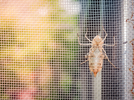 Empty cicada shell or casing from moulted cicada insect in the morning sunlight / Selective focus...