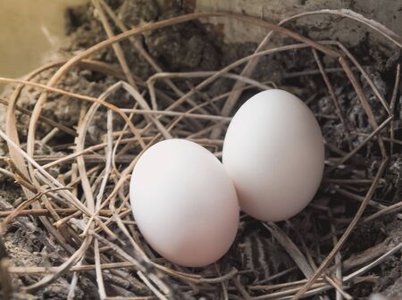 Bird's eggs in the straw nest. Selective focus and close up image with place your textの写真素材